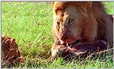 Lion Vidcaps - File 19 of 51 - LionsFeeding05ps.jpg 64kb (1/1)