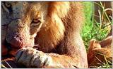 Lion Vidcaps - File 21 of 51 - LionsFeeding07ps.jpg 55kb (1/1)