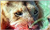 Lion Vidcaps - File 22 of 51 - LionsFeeding08ps.jpg 57kb (1/1)