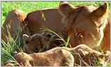 Lion Vidcaps - File 24 of 51 - LionsLolling02ps.jpg 52kb (1/1)