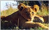 Lion Vidcaps - File 26 of 51 - LionsLolling04ps.jpg 56kb (1/1)