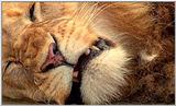 Lion Vidcaps - File 28 of 51 - LionsLolling06ps.jpg 55kb (1/1)