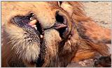 Lion Vidcaps - File 29 of 51 - LionsLolling07ps.jpg 56kb (1/1)