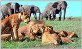 Lion Vidcaps - File 31 of 51 - LionsLolling09ps.jpg 60kb (1/1)
