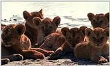 Lion Vidcaps - File 33 of 51 - LionsLolling11ps.jpg 48kb (1/1)