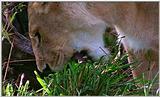 Lion Vidcaps - File 34 of 51 - LionsPlaying01ps.jpg 54kb (1/1)