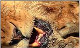 Lion Vidcaps - File 36 of 51 - LionsPlaying03ps.jpg 58kb (1/1)