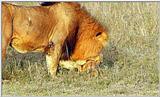 Lion Vidcaps - File 37 of 51 - LionsPlaying04ps.jpg 60kb (1/1)