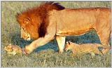 Lion Vidcaps - File 38 of 51 - LionsPlaying05ps.jpg 48kb (1/1)