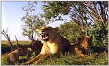 Lion Vidcaps - File 39 of 51 - LionsPlaying06ps.jpg 69kb (1/1)