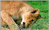 Lion Vidcaps - File 40 of 51 - LionsPlaying07ps.jpg 56kb (1/1)