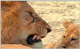 Lion Vidcaps - File 41 of 51 - LionsPlaying08ps.jpg 44kb (1/1)