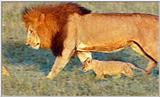 Lion Vidcaps - File 42 of 51 - LionsPlaying09ps.jpg 44kb (1/1)