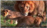 Lion Vidcaps - File 43 of 51 - LionsPlaying10ps.jpg 53kb (1/1)
