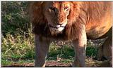 Lion Vidcaps - File 44 of 51 - LionsPlaying11ps.jpg 50kb (1/1)