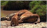 Lion Vidcaps - File 45 of 51 - LionsPlaying12ps.jpg 62kb (1/1)