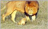 Lion Vidcaps - File 46 of 51 - LionsPlaying13ps.jpg 55kb (1/1)