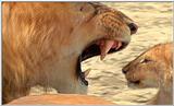 Lion Vidcaps - File 47 of 51 - LionsPlaying14ps.jpg 55kb (1/1)