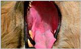 Lion Vidcaps - File 49 of 51 - LionsPlaying16ps.jpg 43kb (1/1)