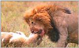 Lion Vidcaps - File 49 of 51 - LionsPlaying16ps.jpg 44kb (1/1)