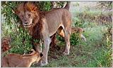 Lion Vidcaps - File 50 of 51 - LionsPlaying17ps.jpg 62kb (1/1)