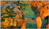 Lion Vidcaps - File 51 of 51 - LionsPlaying18ps.jpg 50kb (1/1)