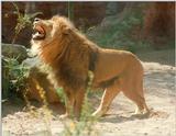 Rescan/repost - Hannover Zoo - another sweet and friendly lion face