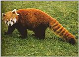 Little-Panda