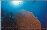 Great shot of the reefs of Little Cayman