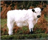 Little White Bull