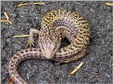 Lizard