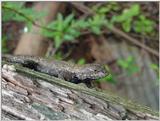 Lizard2 (Fence Swift)