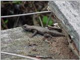 Lizard3 (Fence swift)