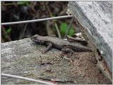 Lizard3 (Fence swift)