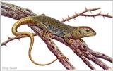 Art by Hermann Fey Lizard58.jpg (1/1) 105467 bytes