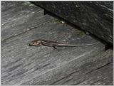 Lizard6 (skink)