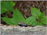 Last one lizard9 (Fence Swift)