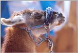 Working Llama
