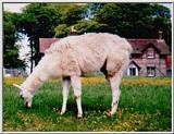 Llama in cottage garden