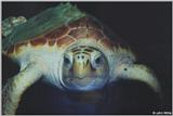 Loggerhead Seaturtle #2