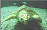 Loggerhead Sea Turtle #1