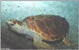 Loggerhead Sea Turtle #3