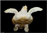 Loggerhead Sea Turtle  (Caretta c. caretta) 2