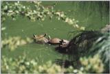 Re: turtle
