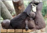 Lowland Gorilla - Mother and Baby Wrestling