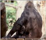 Lowland Gorilla - Baby Playing 
