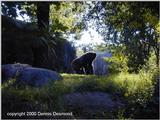 lowland gorilla - silverback