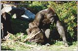 Female lowland gorilla