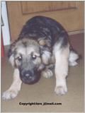 My dog - lufsen1.jpg