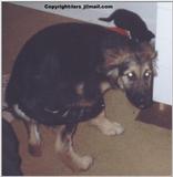 My dog2 - lufsen2.jpg